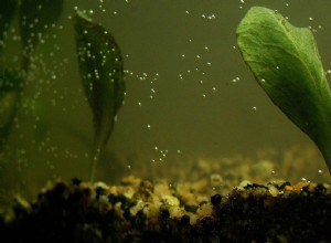 Como gerar oxigênio manualmente em aquários