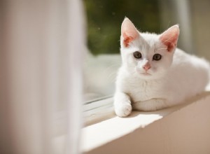 Převeďte věk kočky na lidský rok