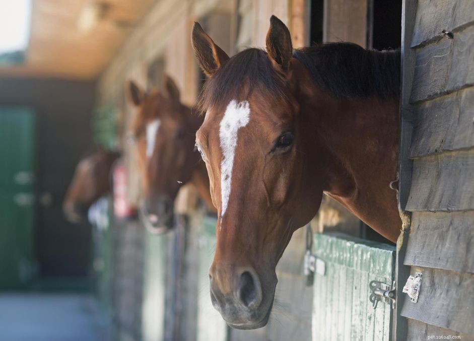 Хроническая обструктивная болезнь легких (ХОБЛ) у лошадей