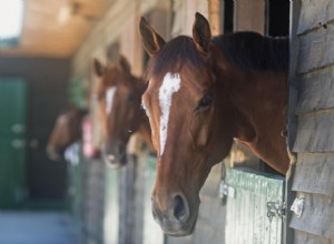 Pulmonar Obstrutivo Crônico (DPOC) em Cavalos