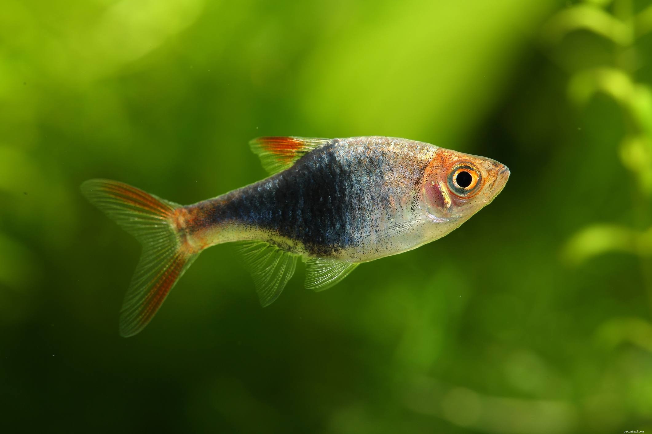Полезный список видов аквариумных рыб по общему названию