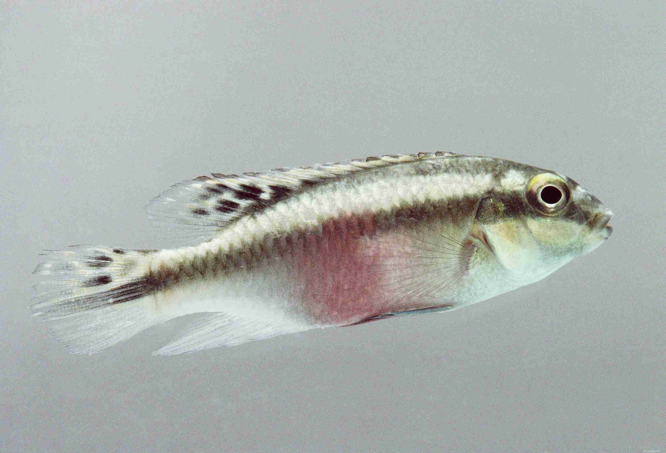 Полезный список видов аквариумных рыб по общему названию
