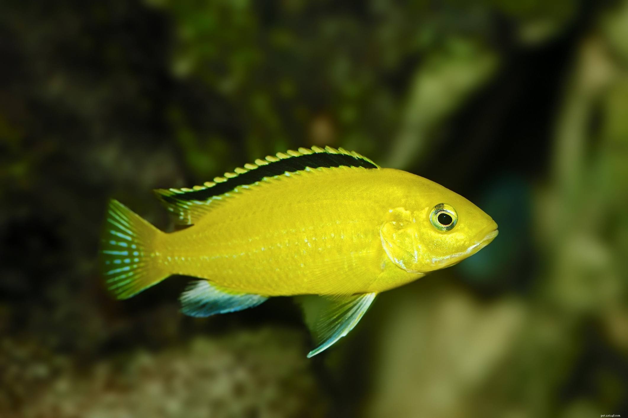 Uma lista útil de espécies de peixes de aquário por nome comum