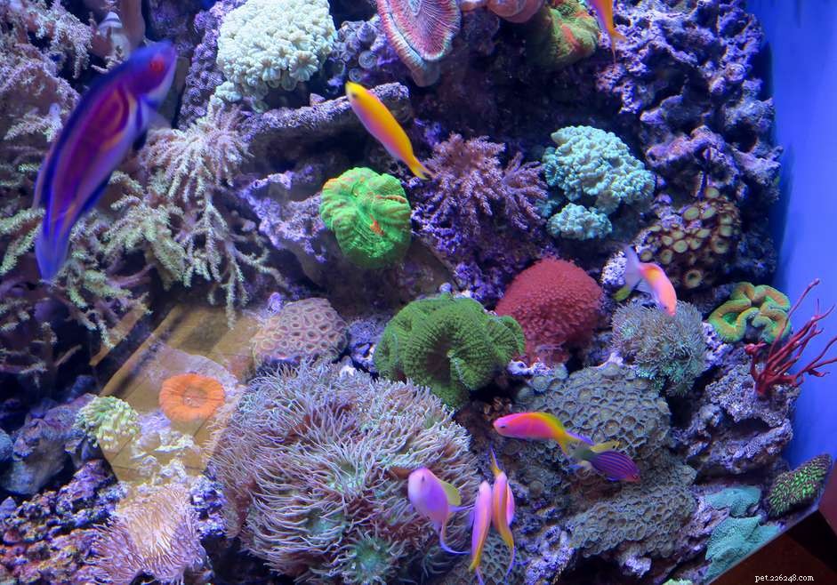 サンゴの照明-照明の変化がサンゴに与える影響 