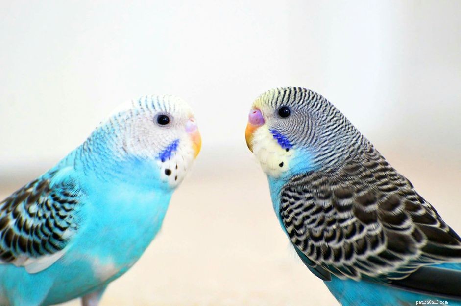 Barevné mutace u papoušků a jiných ptáků