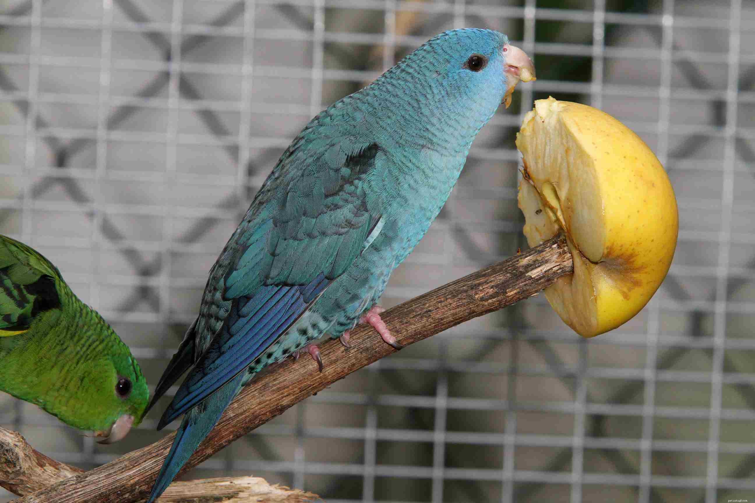 Barevné mutace u papoušků a jiných ptáků