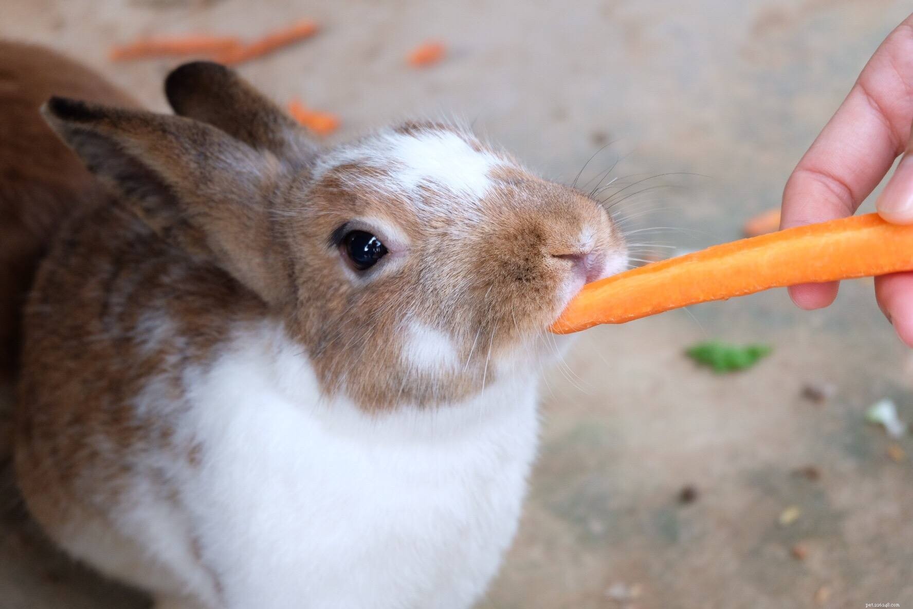 Jak se vypořádat s obezitou u králíků