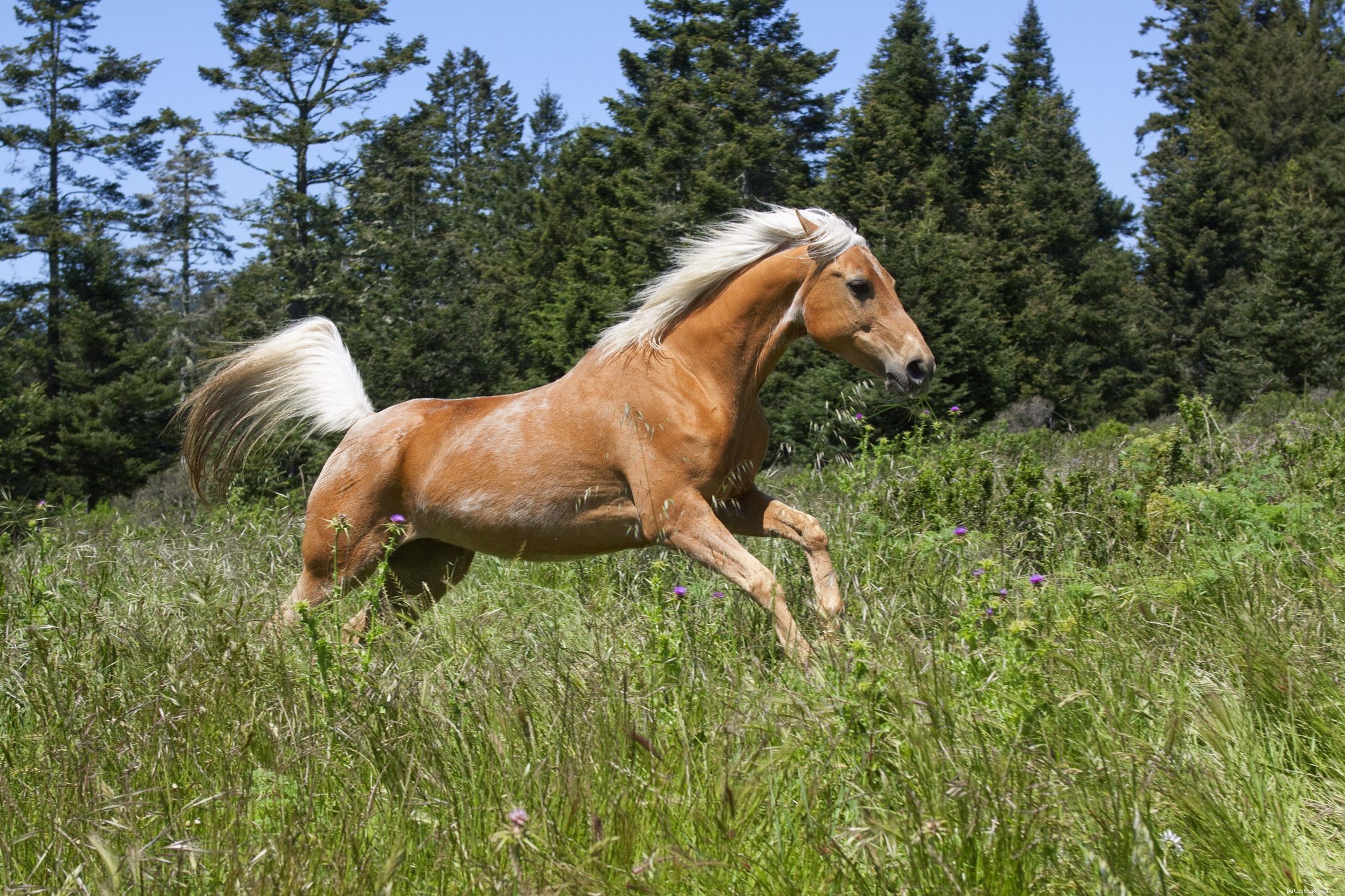 10 забавных и полезных генераторов имен лошадей