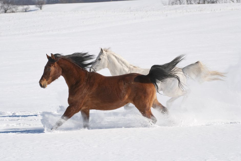 10 oblíbených citátů o koních a jejich význam