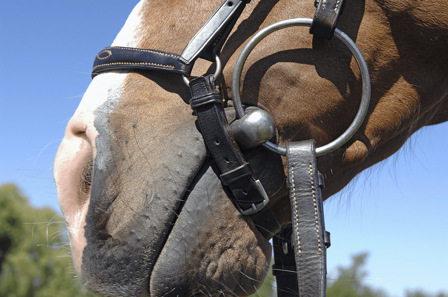 10 citations populaires sur les chevaux et leur signification