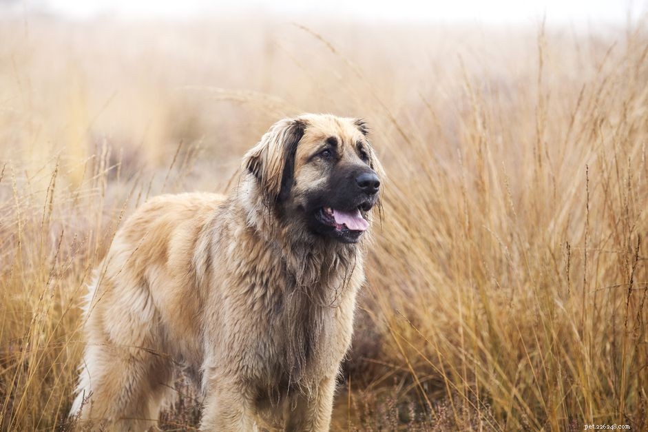 Леонбергер (Лев):характеристики породы собак и уход за ними
