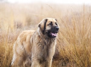 Leonberger (Leo):características e cuidados da raça do cão