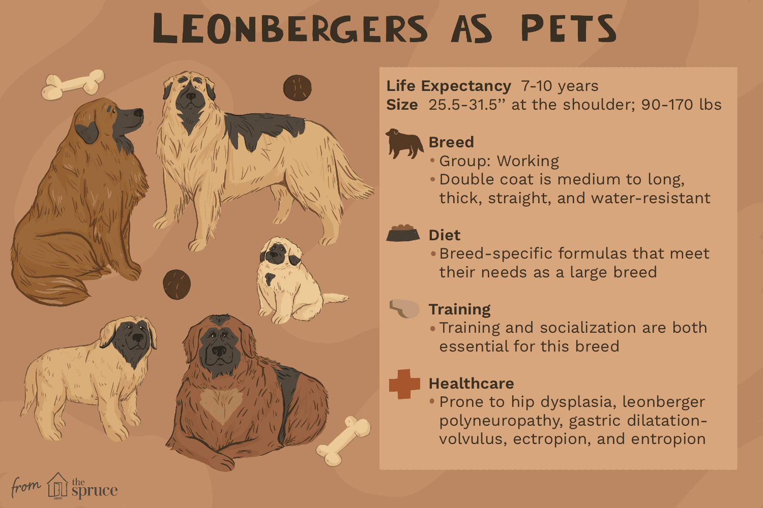 Леонбергер (Лев):характеристики породы собак и уход за ними