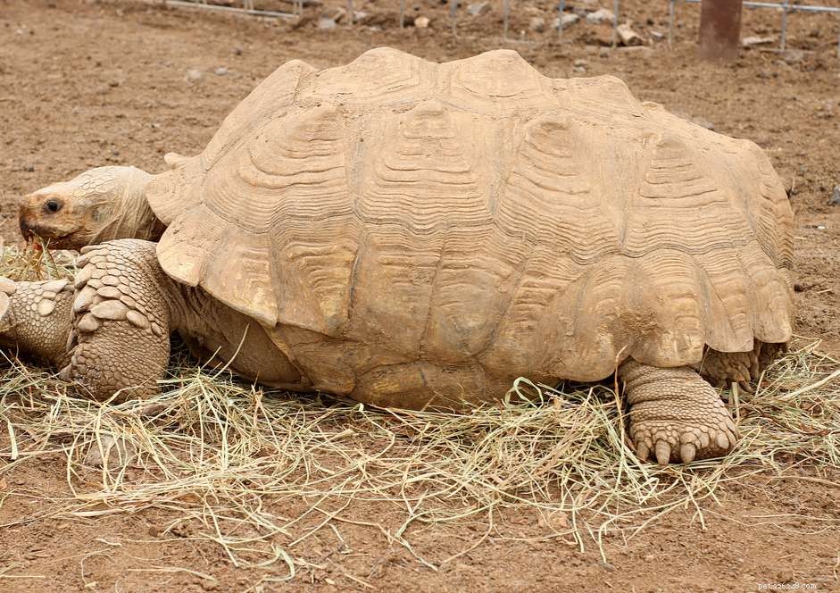 Tartaruga sulcata (tartaruga spronata africana):profilo della specie
