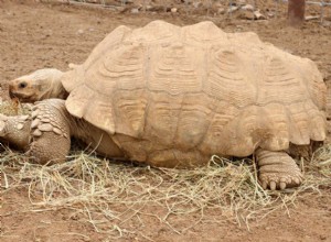 Želva sulcatská (africká želva ostruhá):Profil druhu