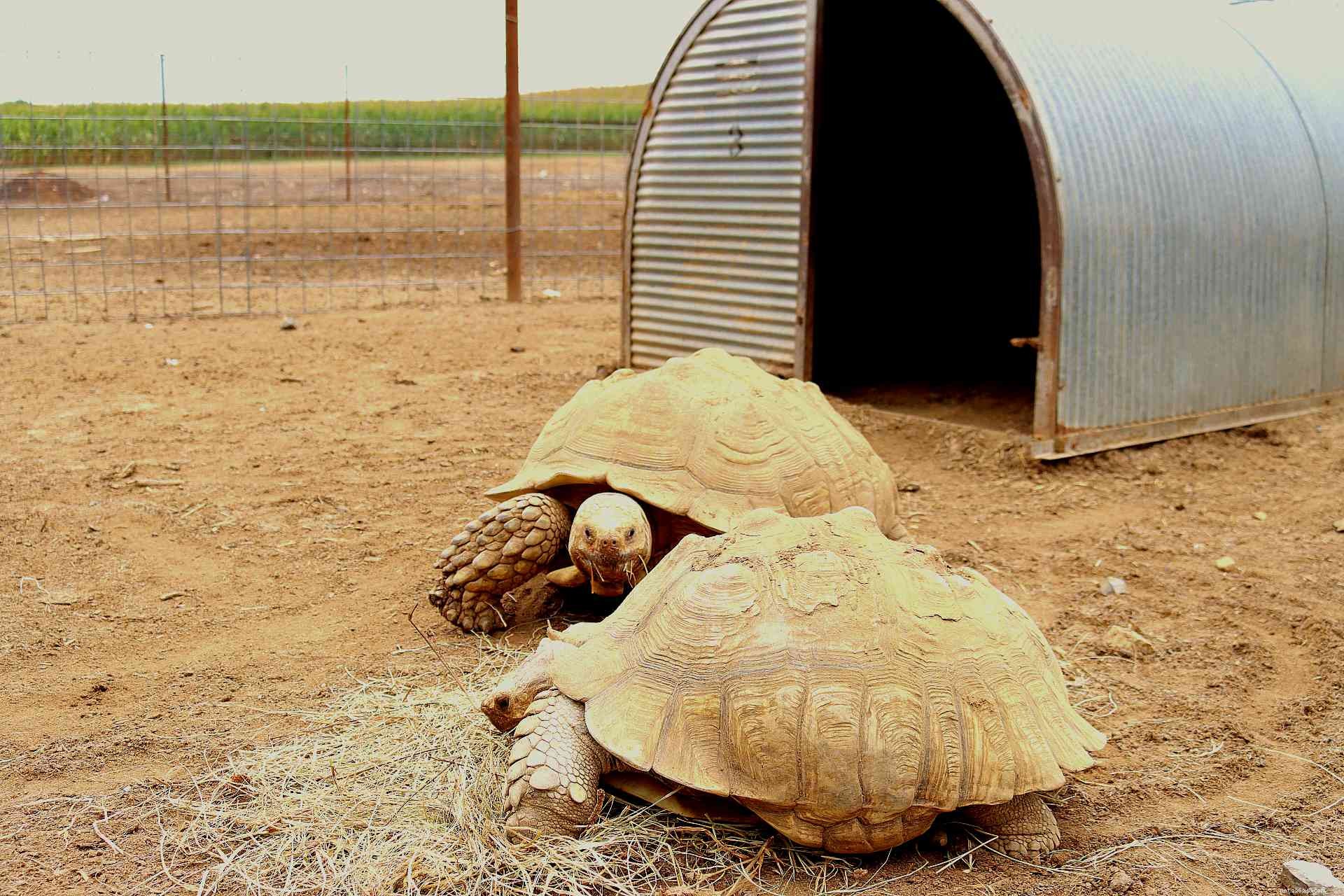 Сулькатская черепаха (африканская шпороносная черепаха):профиль вида
