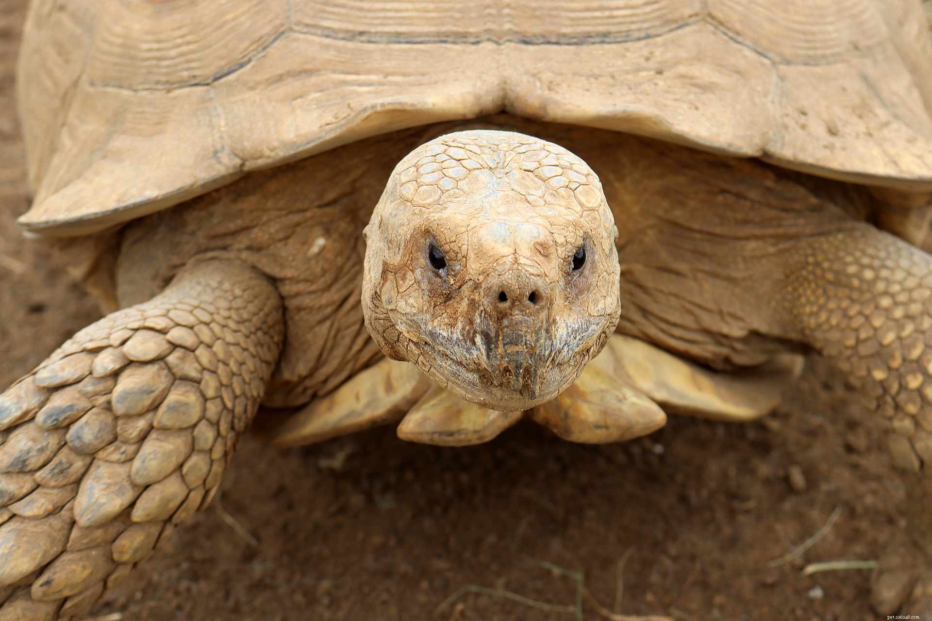 Sulcata-sköldpadda (African Spurred Tortoise):Artprofil