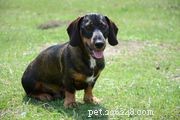Otterhound:kenmerken en verzorging van hondenrassen