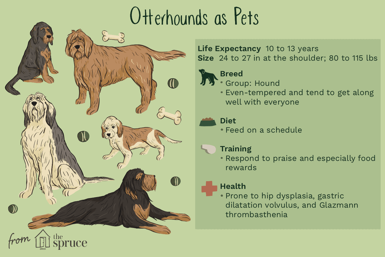 Otterhound:características e cuidados da raça do cão
