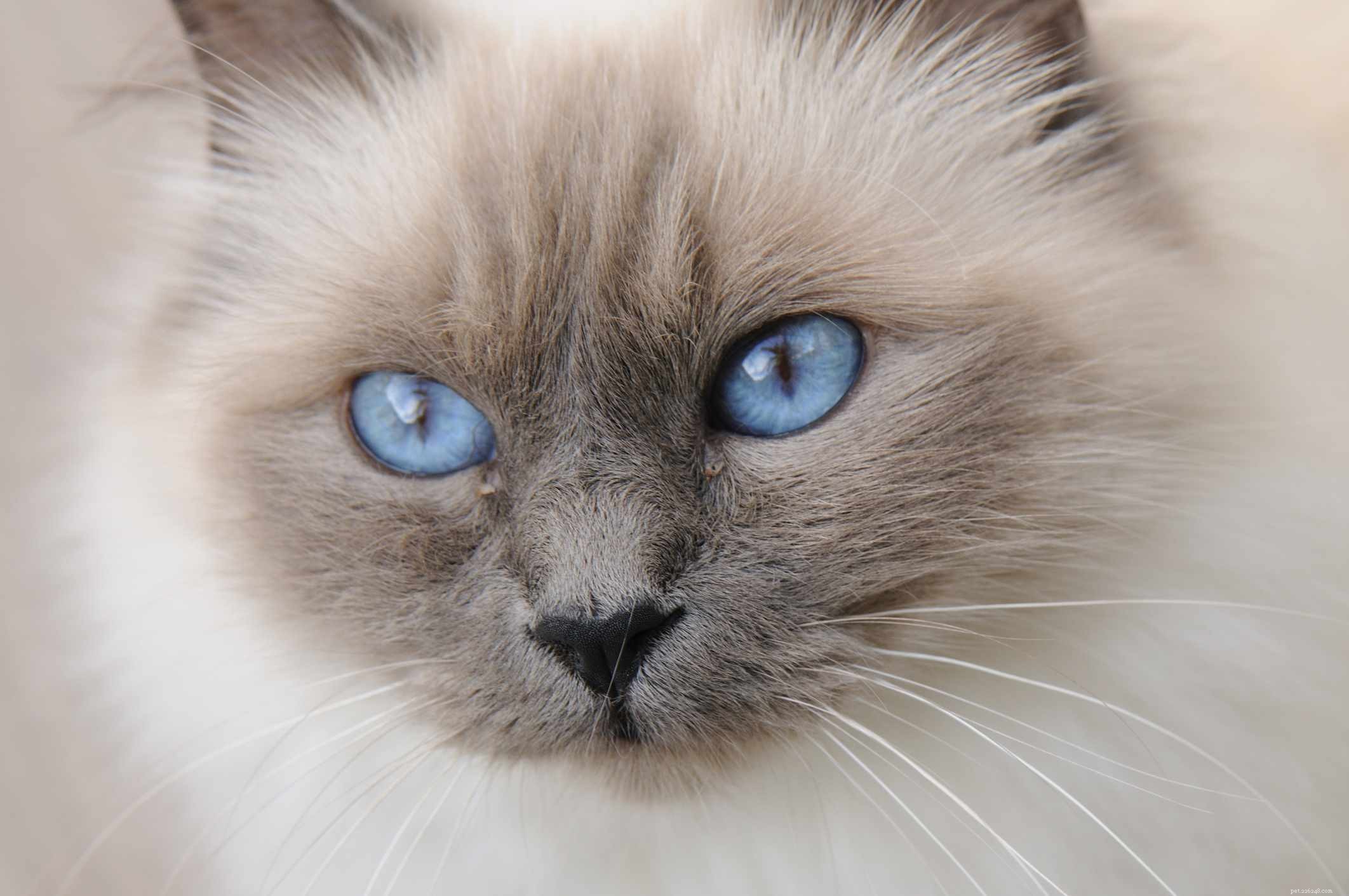 Бирман:профиль породы кошек, характеристики и уход
