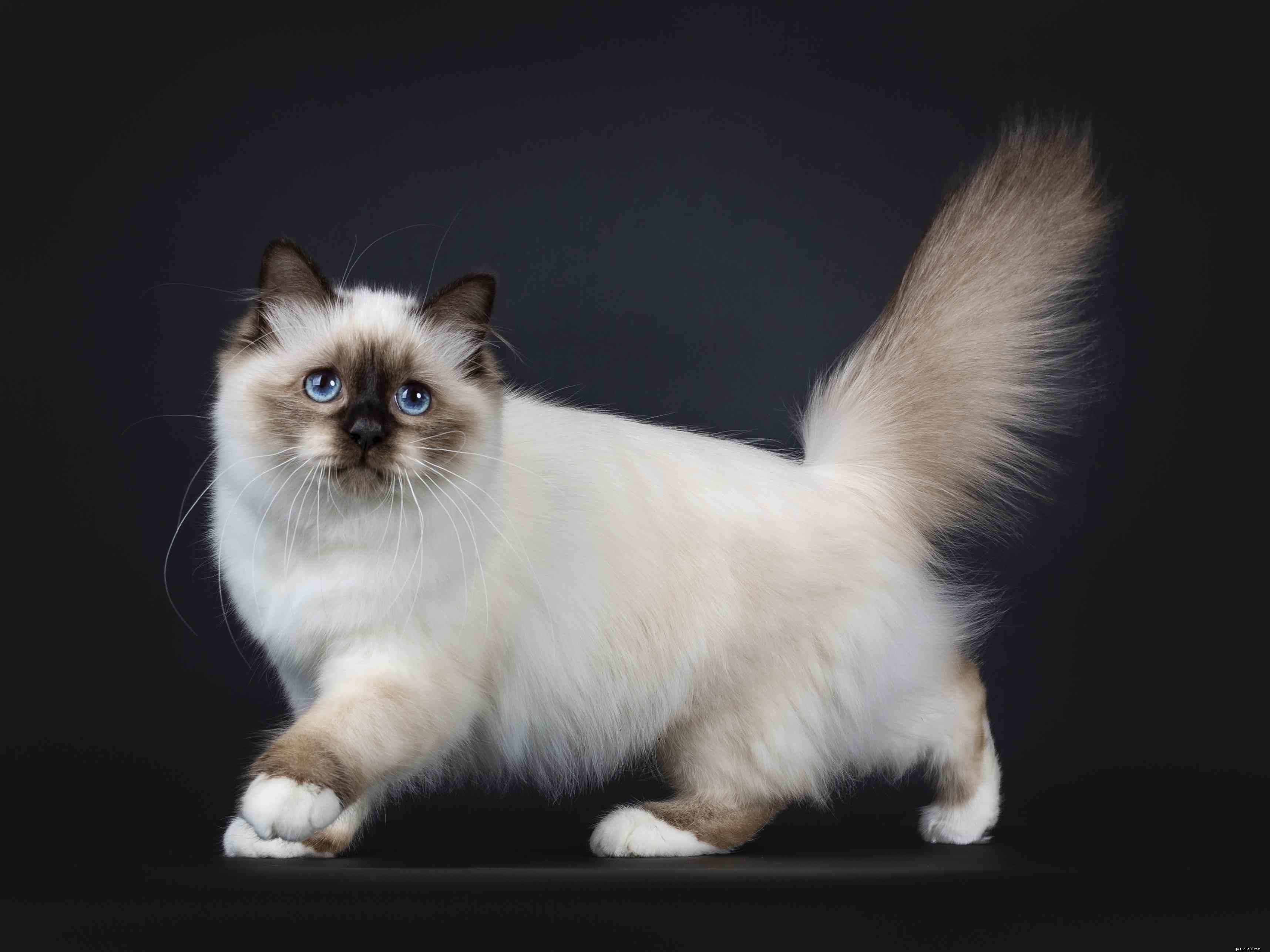 Бирман:профиль породы кошек, характеристики и уход