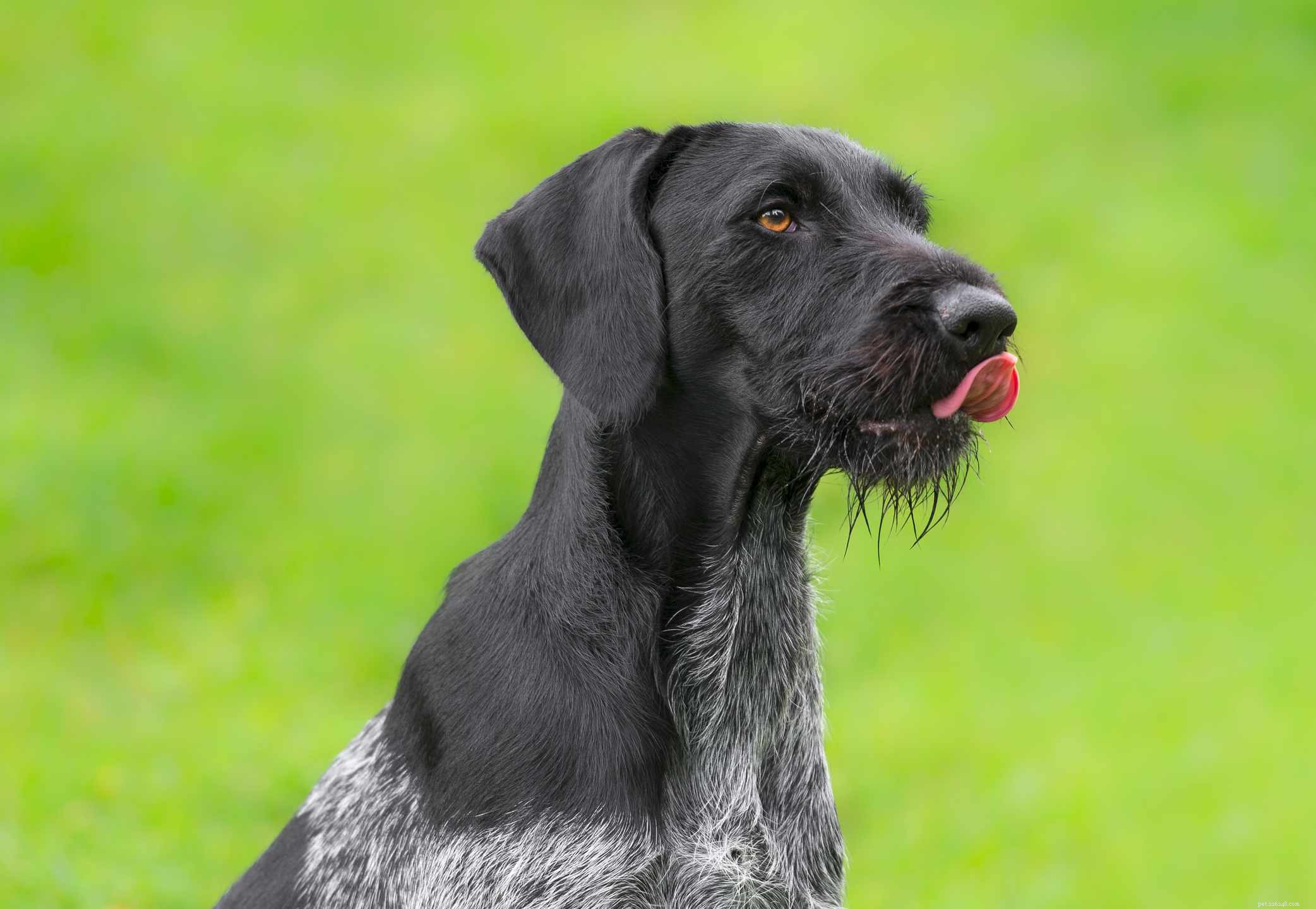 Немецкий жесткошерстный пойнтер:характеристики породы собак и уход за ними
