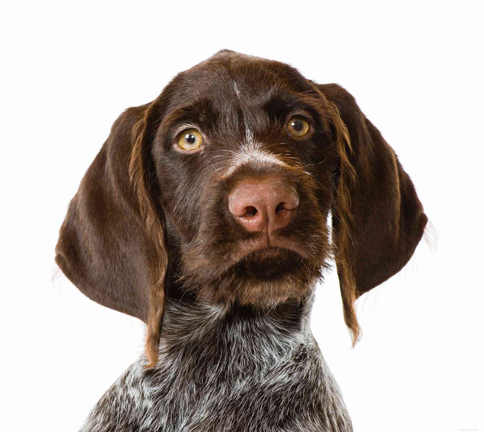 Ponteiro de pêlo duro alemão:características e cuidados da raça do cão