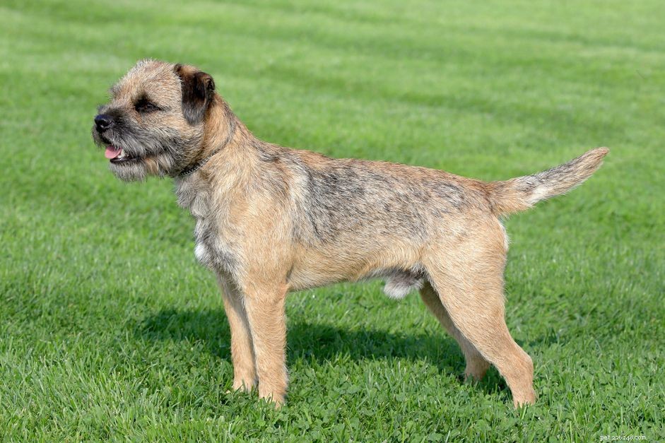 ボーダーテリア：犬の品種の特徴とケア 