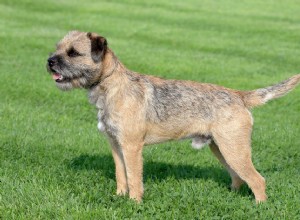 Border Terrier:características e cuidados da raça do cão