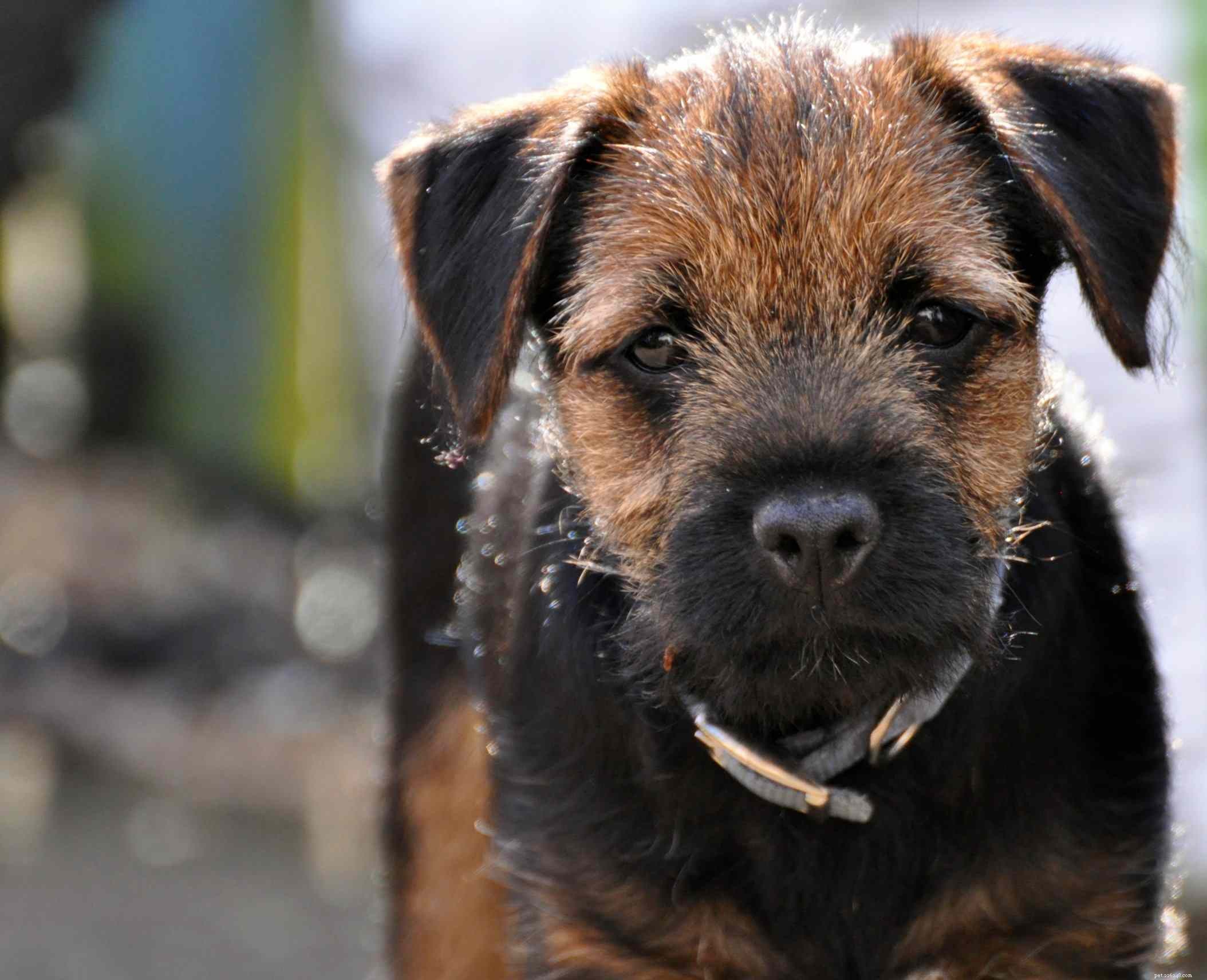 Border Terrier:características e cuidados da raça do cão