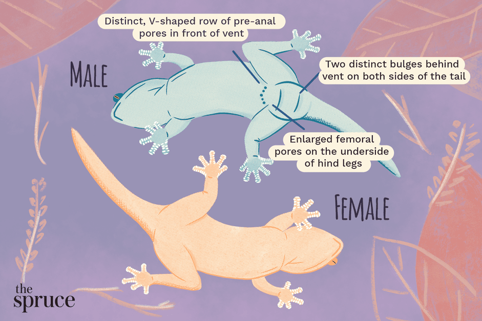 Hur man vet om din gecko är man eller hona