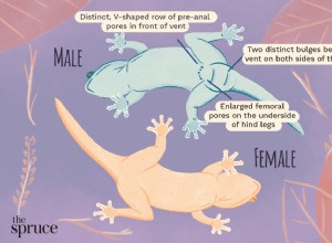 도마뱀붙이가 수컷인지 암컷인지 구별하는 방법