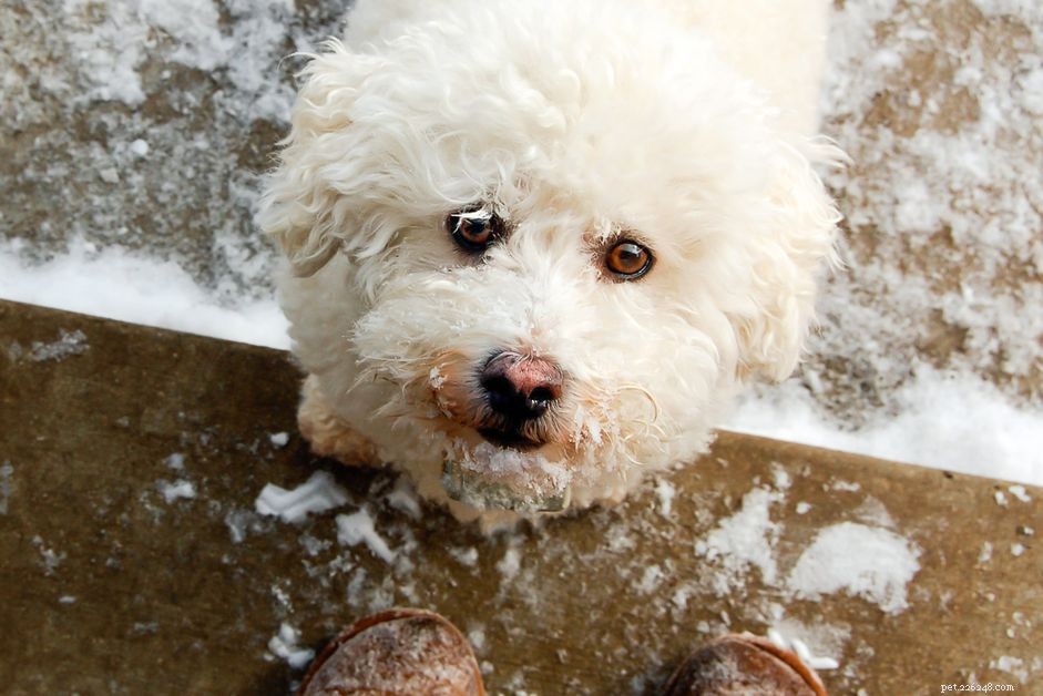 Naso di neve nei cani