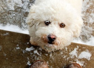 Sněžný nos u psů