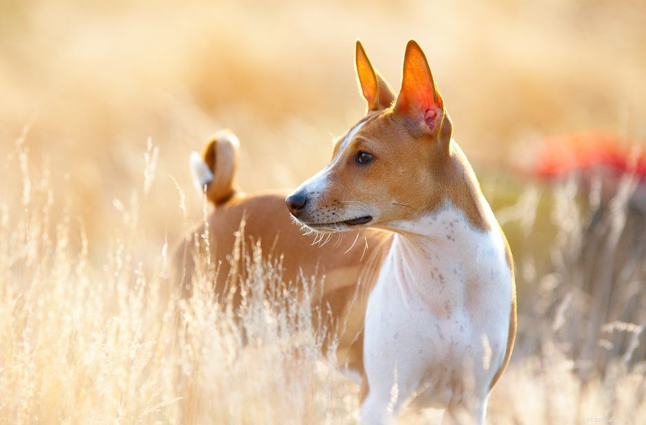 バセンジー：犬の品種の特徴とケア 