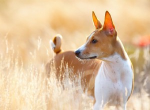 Basenji:개 품종 특성 및 관리