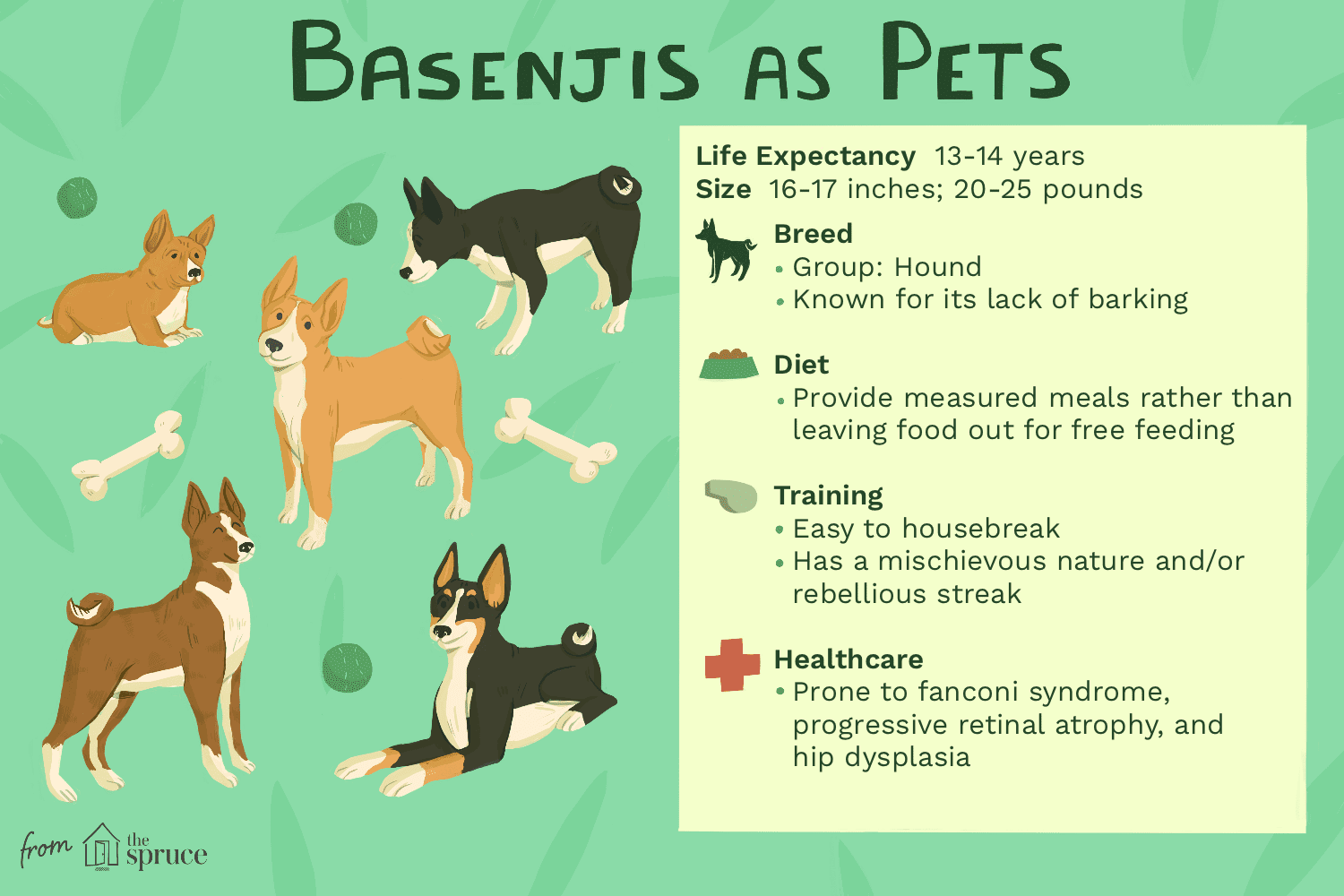 Басенджи:характеристики породы собак и уход за ними