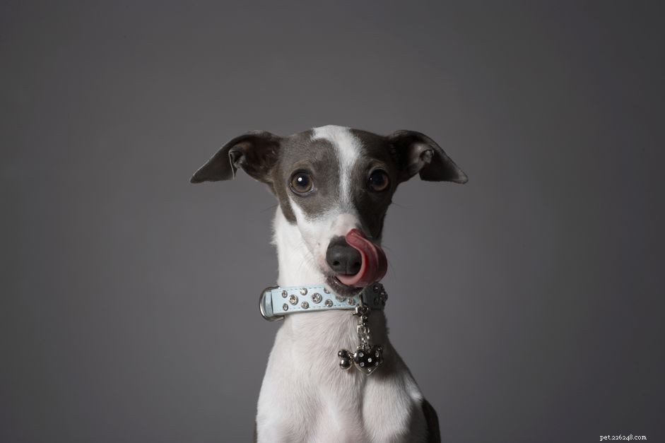 이탈리안 그레이하운드:개 품종 특성 및 관리