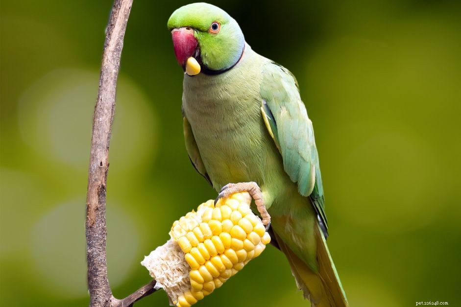 ペットの鳥が食べるための安全な野菜 