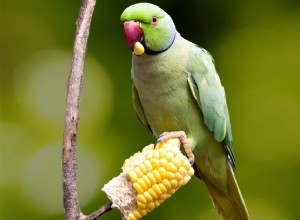 Овощи, безопасные для домашних птиц