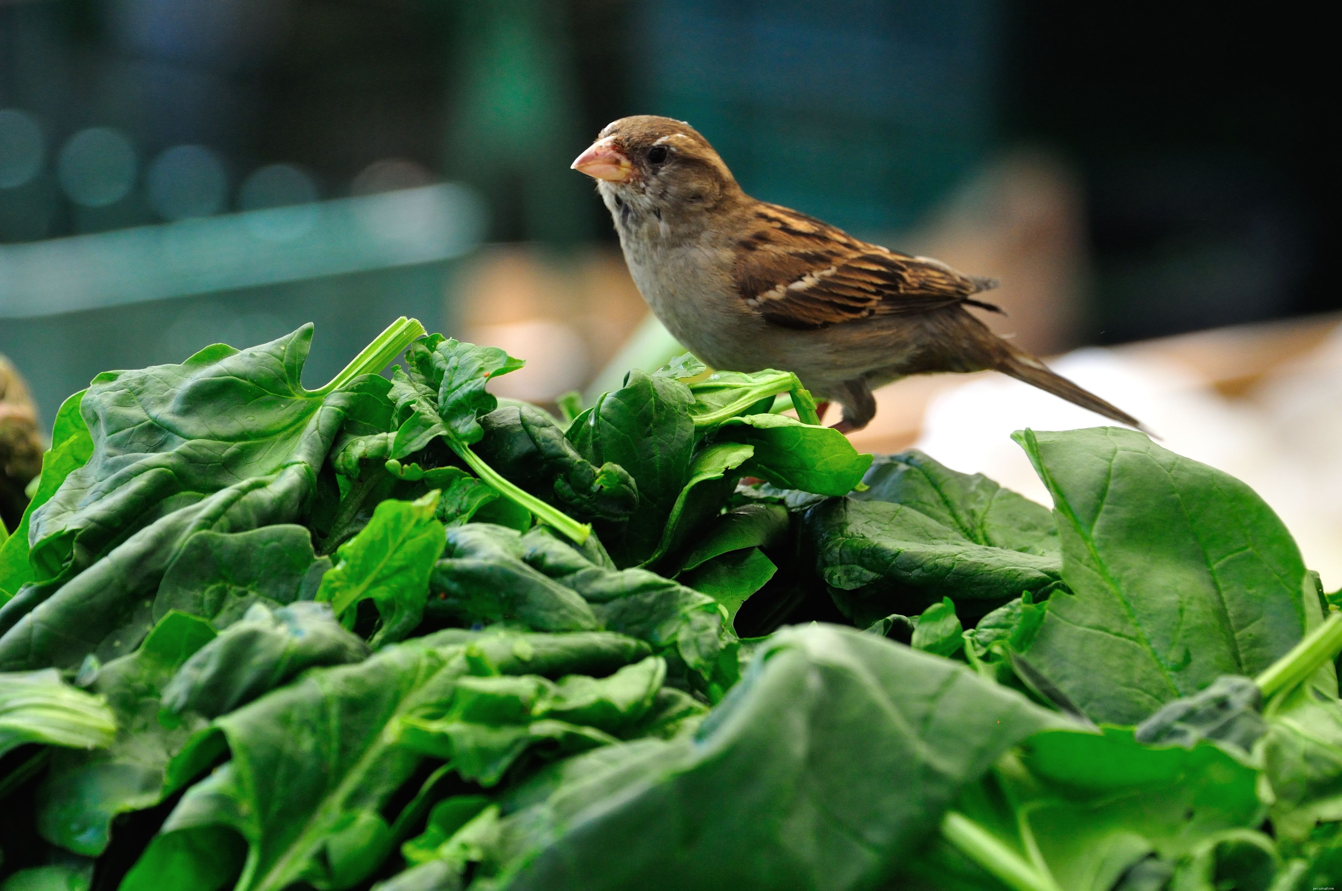Verdure sicure da mangiare per uccelli domestici