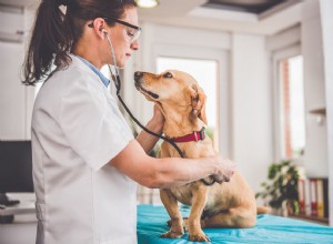 Varovné příznaky rakoviny u psů