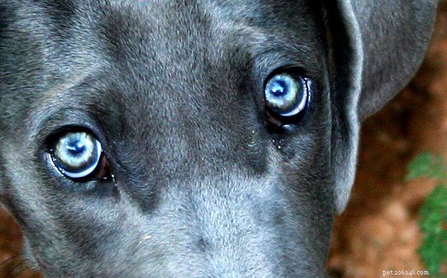 Waarschuwingssignalen van kanker bij honden