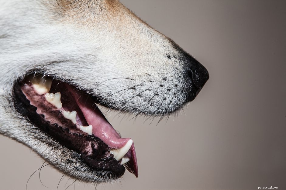 O que fazer se seu cão tiver um dente solto