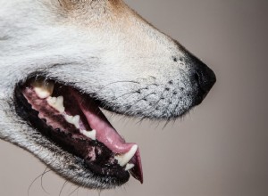 O que fazer se seu cão tiver um dente solto