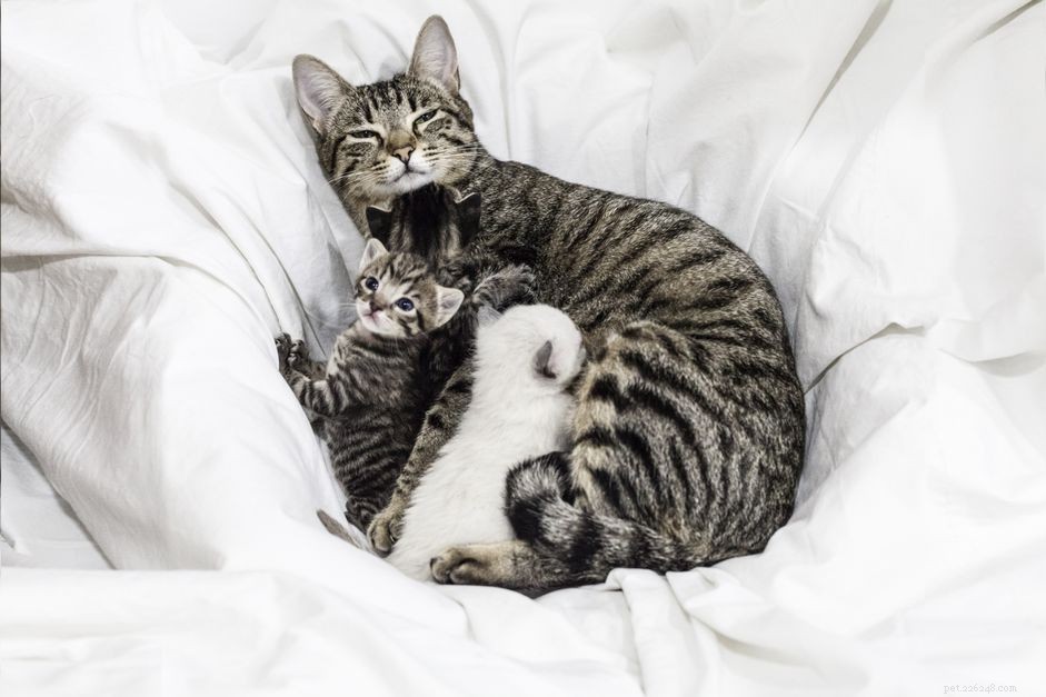 Wat te doen als een moederkat haar kittens niet kan verzorgen
