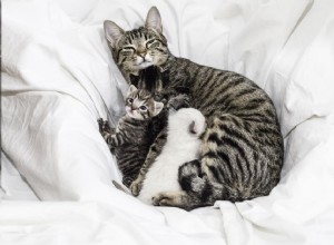 母猫が子猫を授乳した場合の対処方法 