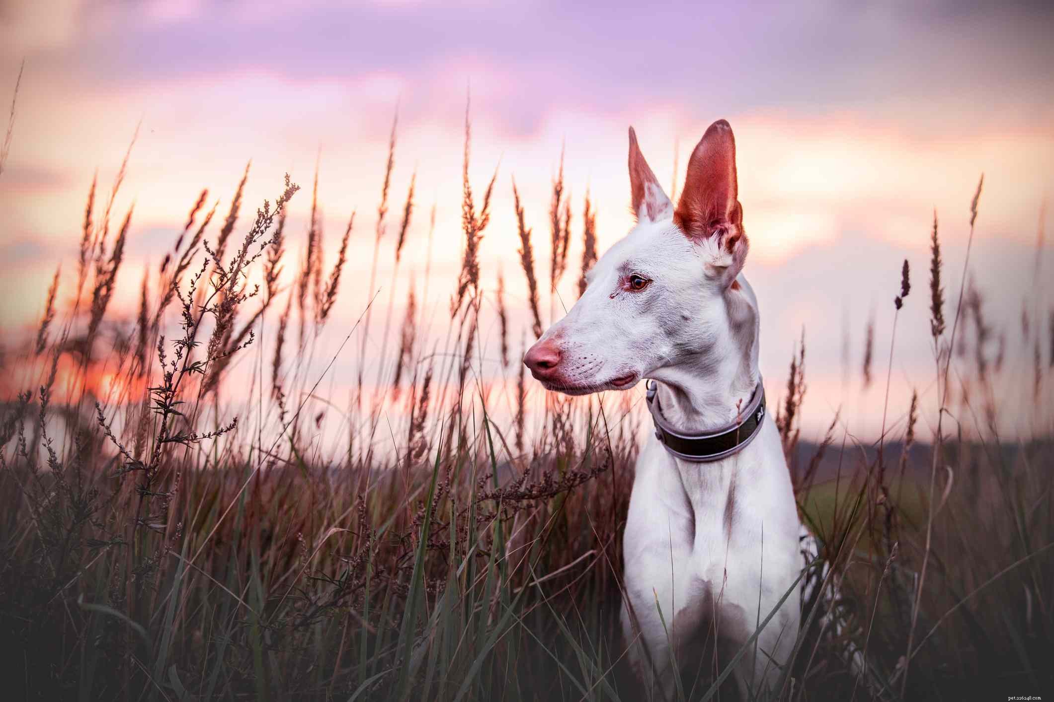 Ивисская борзая:характеристики породы собак и уход за ними