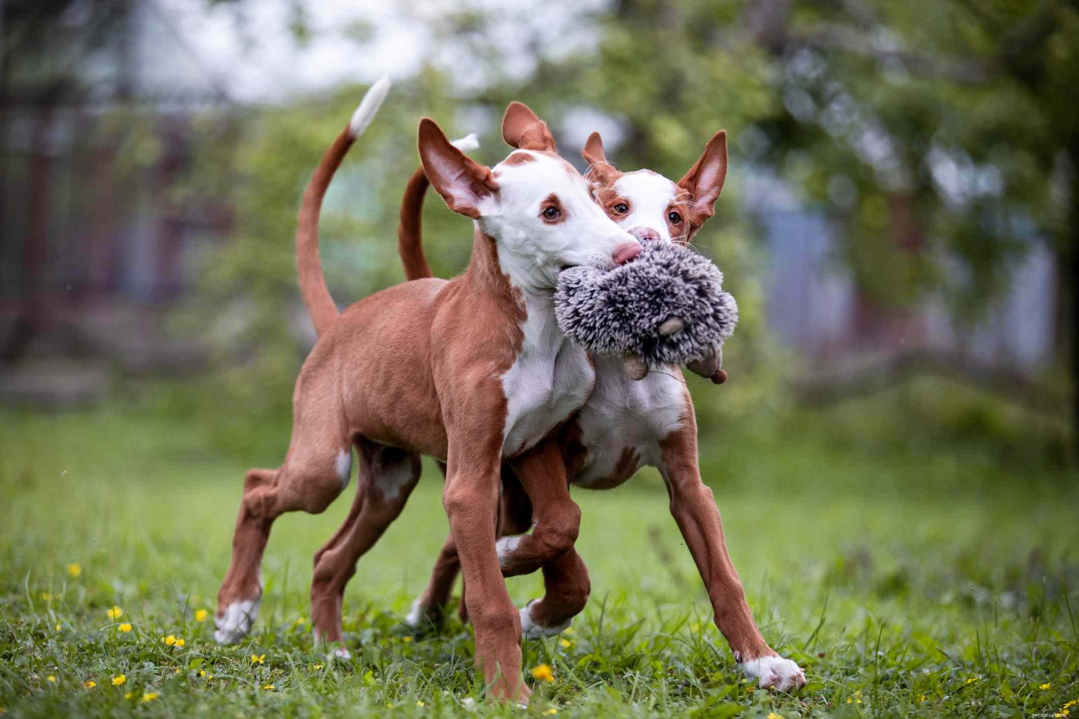 Ивисская борзая:характеристики породы собак и уход за ними