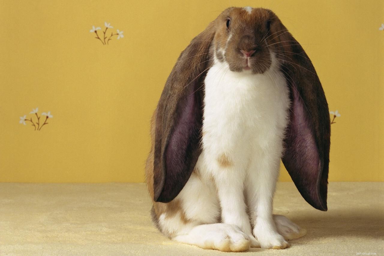 Una guida ai conigli dalle orecchie pendenti e alla cura